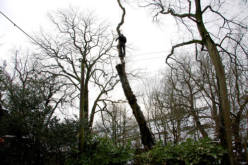 Using a spiderlift can reduce the safety risks associated with tree work and maintenance.