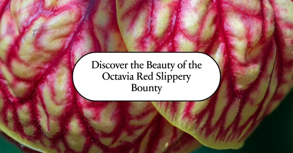 octavia red slippery bounty