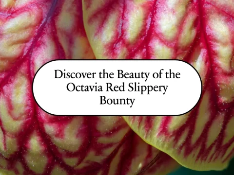 octavia red slippery bounty